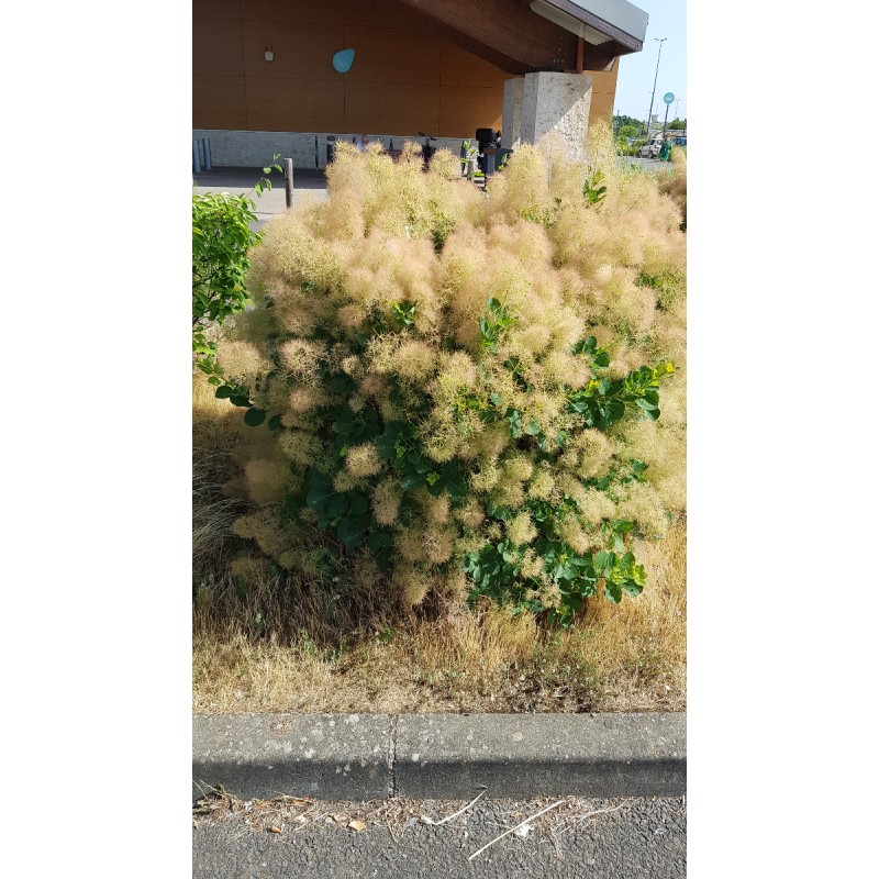 Cotinus coggygria 'Young Lady'Â® / Arbre Ã  perruque