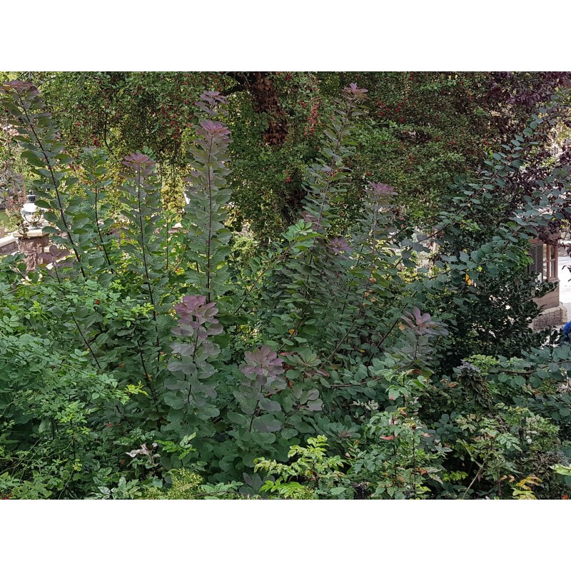 Cotinus coggygria / Arbre Ã  perruque