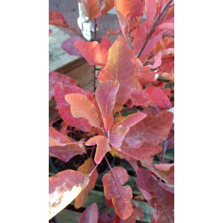 Cotinus coggygria 'Old Fashioned'Â® / Arbre Ã  perruque