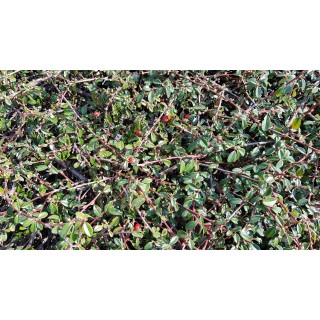 Cotoneaster dammeri 'Skogholmen' / Cotoneaster rampant