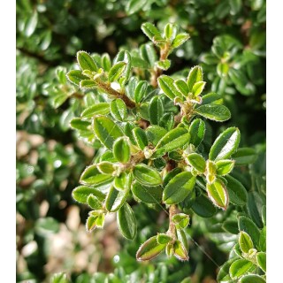 Cotoneaster microphyllus / Cotoneaster Ã  petites feuilles