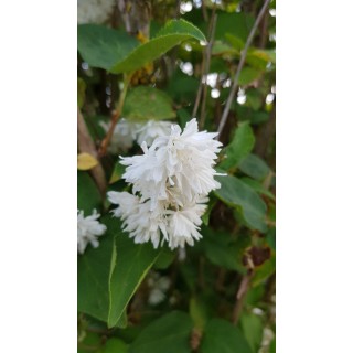 Deutzia x magnifica / Deutzie Ã  fleurs blanches