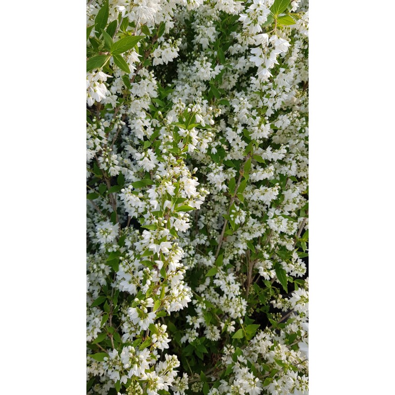 Deutzia gracilis / Deutzie compacte Ã  fleurs blanches