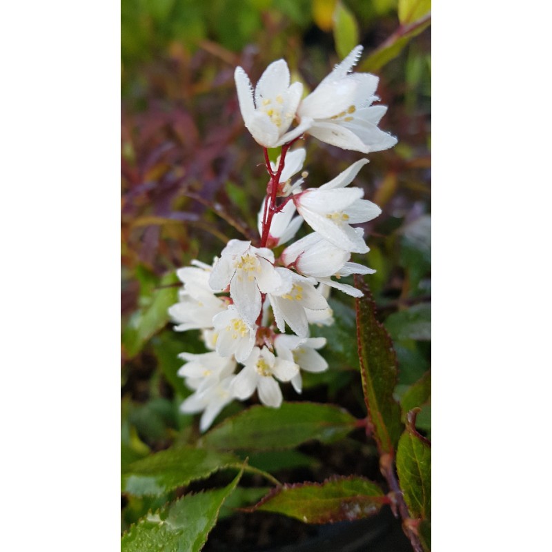 Deutzia gracilis 'Nikko' / Deutzie compacte Ã  fleurs blanches