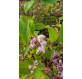 Deutzia x rosea PWÂ® YUKI CHERRY BLOSSOMÂ® 'NCDX2'