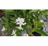 Deutzia x rosea PWÂ® YUKI SNOWFLAKEÂ® 'NCDX1'