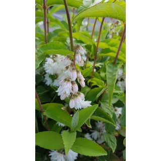 Deutzia scabra 'Pride of Rochester' / Deutzie Ã  fleurs blanc-rosÃ©