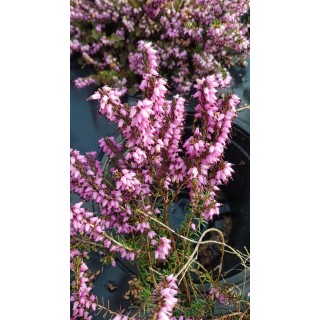 Erica X darleyensis 'Furzey' / BruyÃ¨re d'hiver rose