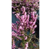 Erica X darleyensis 'Furzey' / BruyÃ¨re d'hiver rose