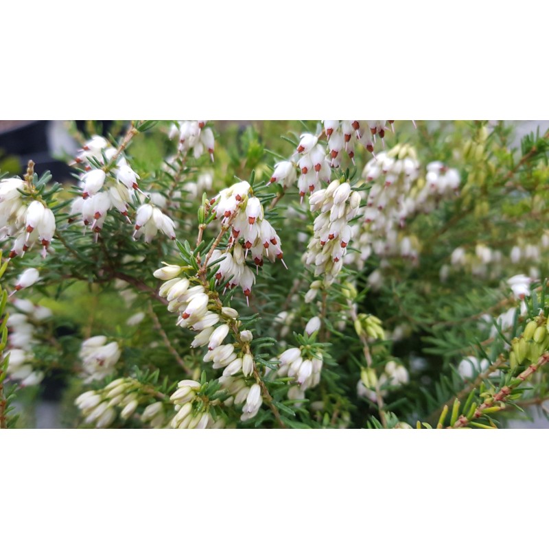 Erica X darleyensis 'Silbershmelze' / BruyÃ¨re d'hiver blanche