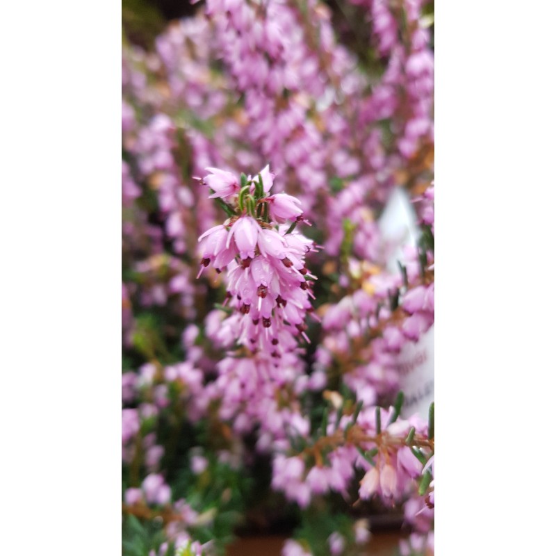 Erica X darleyensis 'Rose' / BruyÃ¨re d'hiver rose