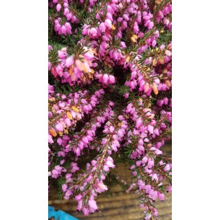 Erica X darleyensis 'Rouge' / BruyÃ¨re d'hiver rouge rosÃ©e