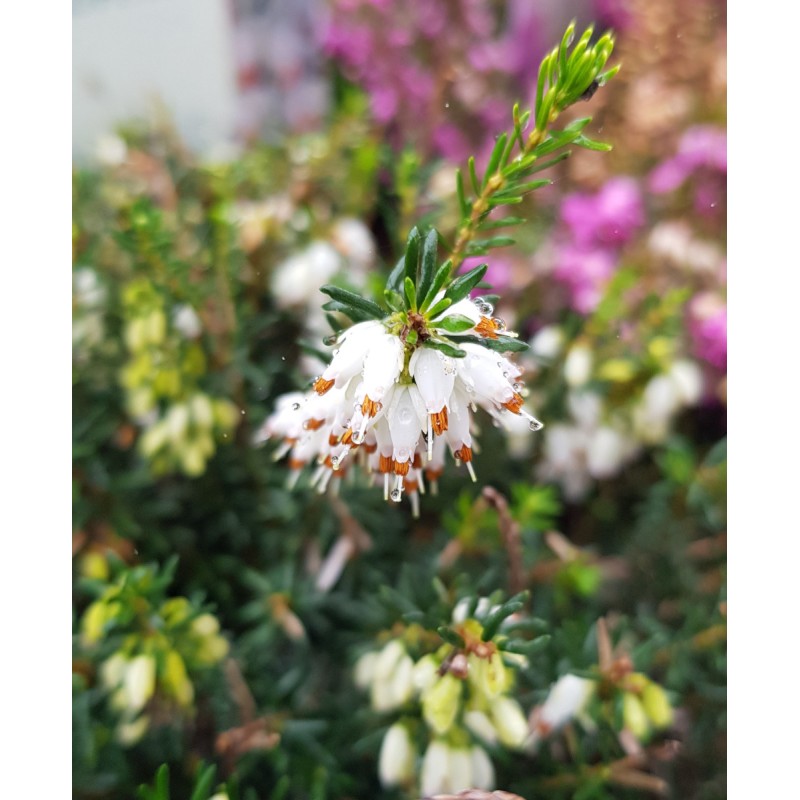 Erica X darleyensis 'Blanche' / BruyÃ¨re d'hiver blanche