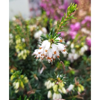 Erica X darleyensis 'Blanche' / BruyÃ¨re d'hiver blanche