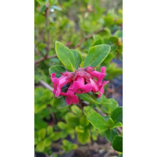 Escallonia x 'Compacta Coccinea' / Escallonia Ã  fleur rouge