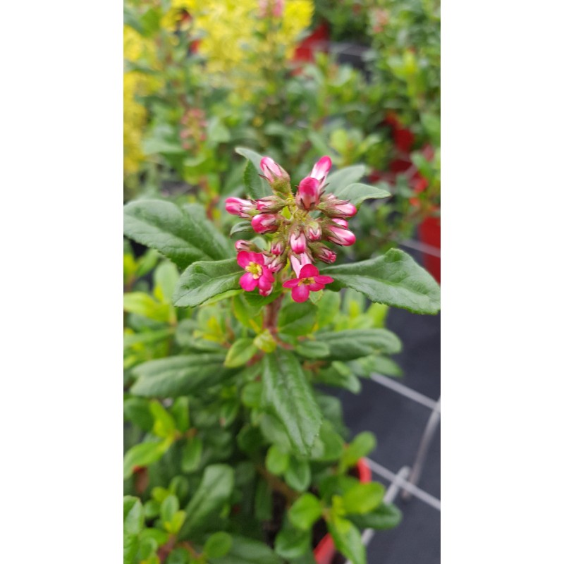 Escallonia organiensis 'Le Louage' / Escallonia Ã  fleur rouge