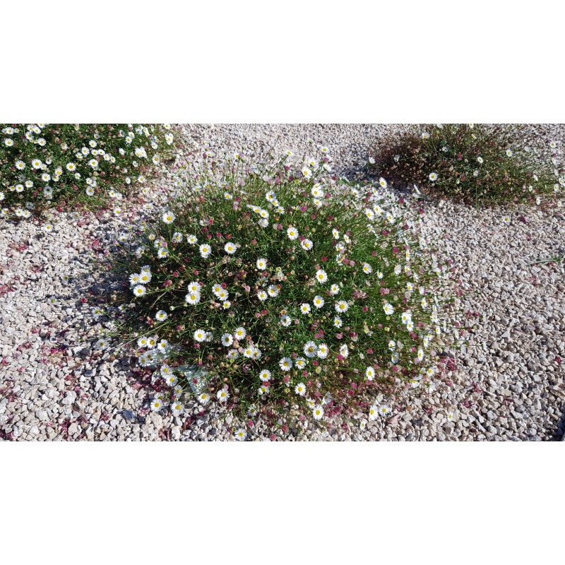 Erigeron karvinskianus 'BlÃ¼tenmeer' / PÃ¢querette des murailles