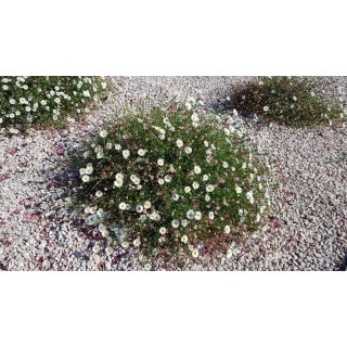 Erigeron karvinskianus 'BlÃ¼tenmeer' / PÃ¢querette des murailles