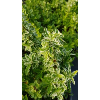 Euonymus fortunei 'Harlequin' / Fusain de Fortune