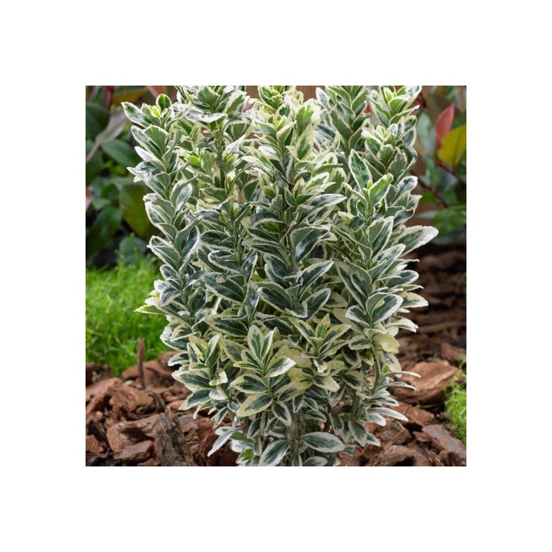 Euonymus japonicus 'White Spire'Â® / Fusain du Japon panachÃ©