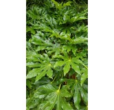 Fatsia japonica / Aralie du Japon