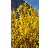 Forsythia x intermedia 'Mindor'Â® / Mimosa de Paris