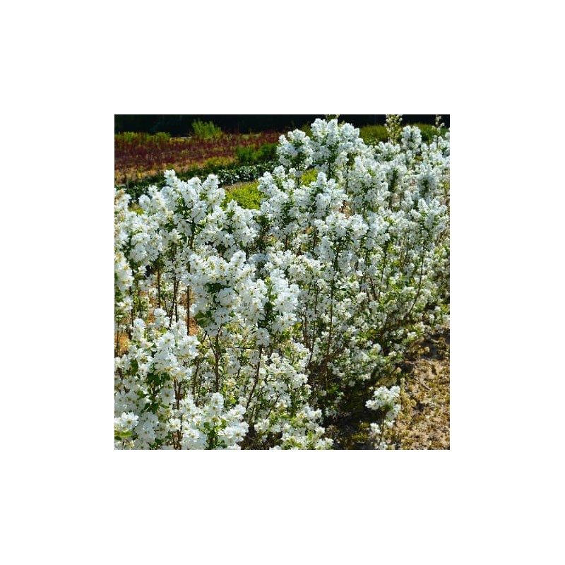 Exochorda racemosa MAGICAL SPRINGTIMEÂ® 'Kolmasprit' / Arbre aux perles