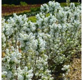 Exochorda racemosa MAGICAL SPRINGTIMEÂ® 'Kolmasprit' / Arbre aux perles