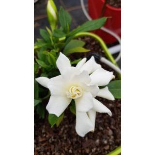 Gardenia x Celestial StarÂ® 'PS-2013-4' / Gardenia rustique Ã  fleurs doubles