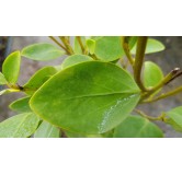 Griselinia littoralis / Griseline