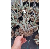 Agave lechuguilla 'Pale Blue'