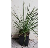 Yucca linearifolia Selection