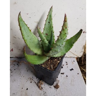 Aloe ferox / AloÃ¨s du Cap