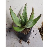 Aloe ferox / AloÃ¨s du Cap