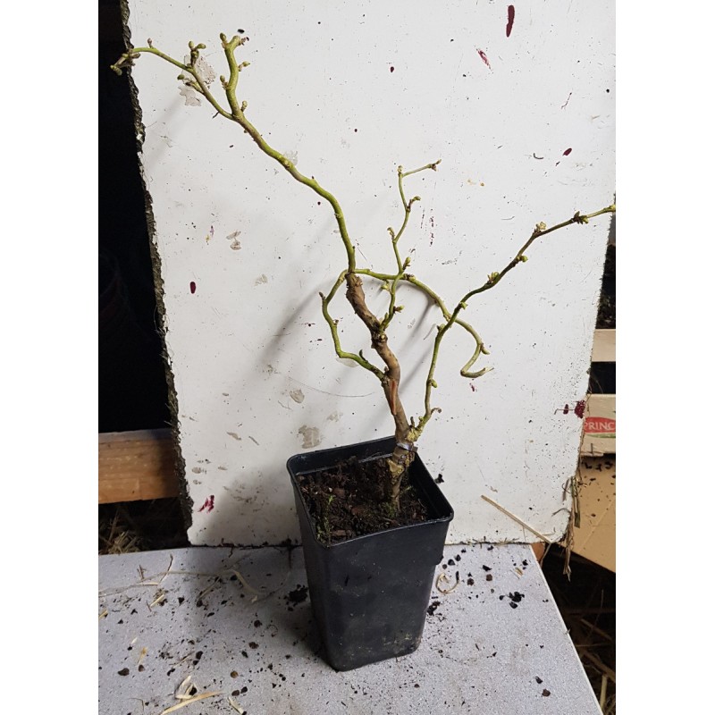 Corylus avellana MEDUSAÂ® 'JWW9' / Noisetier tortueux nain