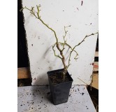 Corylus avellana MEDUSAÂ® 'JWW9' / Noisetier tortueux nain