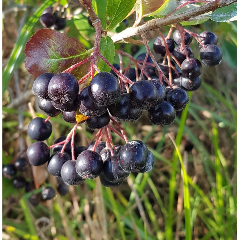 Aronia melanocarpa 'Professor Ed' / Aronie du Canada compact