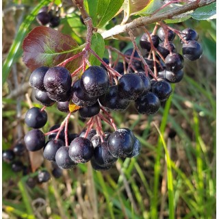 Aronia melanocarpa 'Professor Ed' / Aronie du Canada compact