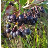 Aronia melanocarpa 'Professor Ed' / Aronie du Canada compact