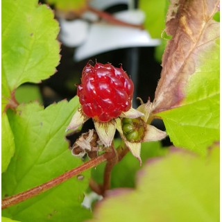 Rubus pectinarioides 'Hara' / Framboisier colonnaire