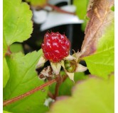 Rubus pectinarioides 'Hara' / Framboisier colonnaire