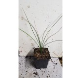 Dasylirion longissimum Subsp. quadrangulatum