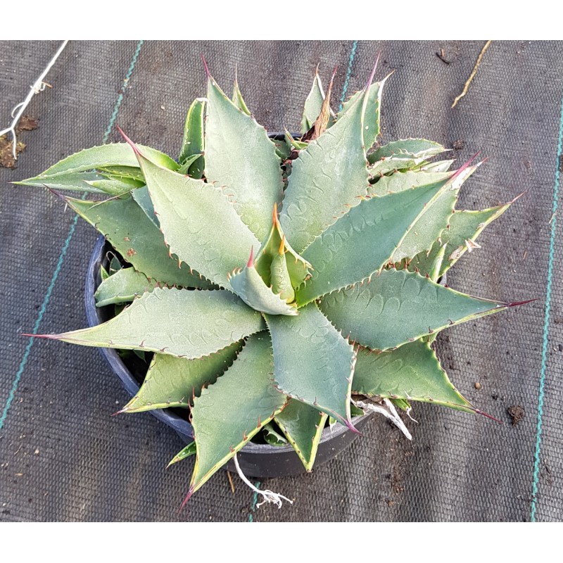 Agave vivipara