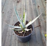 Agave xylonacantha 'Blue Form' / Agave Ã  feuilles de soie