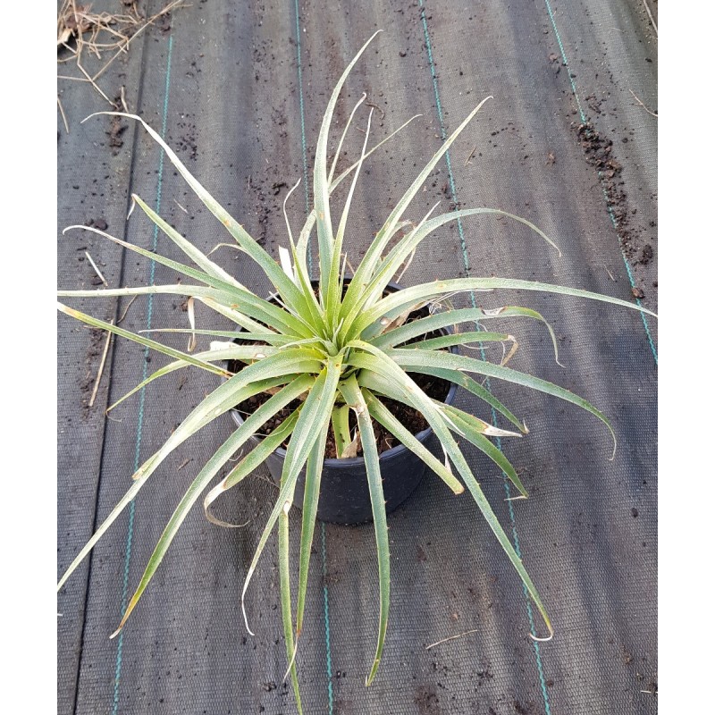 Puya raimondii / BromÃ©liacÃ©e des Andes
