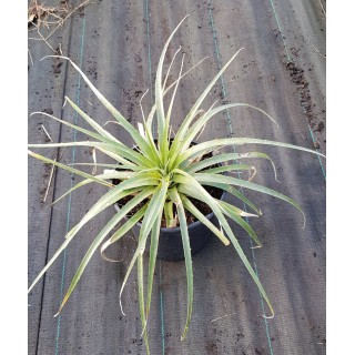Puya raimondii / BromÃ©liacÃ©e des Andes