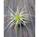 Puya raimondii / BromÃ©liacÃ©e des Andes