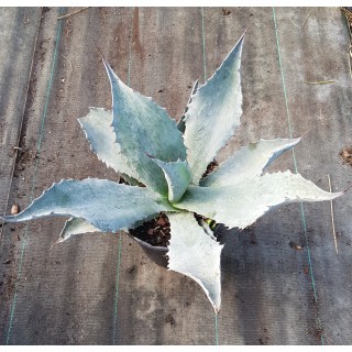 Agave americana subsp protoamericana 'Blue'