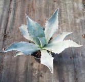 Agave americana subsp protoamericana 'Blue'