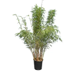 Fargesia rufa - pot 10 ltr